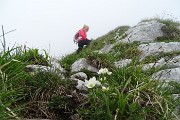 40 Cresta fiorita di anemone narcissino